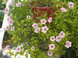 colore rosa a cascata d'onda, solenaceae, petunia hybrid vilm, grandi petali a strato singolo grandiflora single fiore in un vaso di plastica che fiorisce in giardino su sfondo sfocato della natura appeso all'albero foto