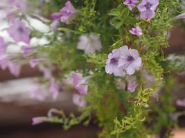 colore della cascata rosa onda, solenaceae, petunia hybrid vilm, grandi petali grandiflora singles viola viola fiore in un vaso di plastica che fiorisce in giardino su sfondo sfocato della natura appeso all'albero foto