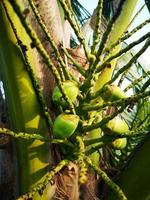 frutto di cocco, mazzo di noci di cocco verdi fresche grappoli su palma, sfondo della natura foto