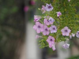 onda rosa cascata solanaceae petunia vilm ibrido, petali singolo strato grandiflora singles viola viola fiore in un vaso di plastica che fiorisce in giardino su sfondo sfocato della natura appeso all'albero foto