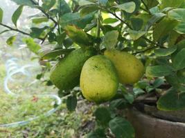 lime, limone giallo verde sull'albero sfocato sullo sfondo della natura, frutta dal sapore acido della pianta foto