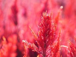 amaranto coda di volpe, colore rosso celosia argentea amaranthaceae fiori che sbocciano nel giardino sfocato dello sfondo della natura, celosia plumose, celusia piumata, colore rosso, fiore di lana foto