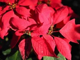 stella di natale, poinsettia verde e foglie rosse albero che fiorisce in giardino sullo sfondo della natura foto