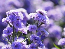 marguerite viola fiore che sboccia in giardino sfocato sullo sfondo della natura foto