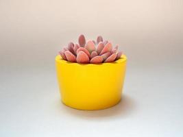 bella pianta succulenta rosa in fioriera rotonda gialla in cemento. vaso in cemento dipinto per la decorazione domestica foto