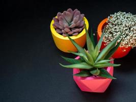 bellissime fioriere geometriche in cemento con cactus, fiori e piante succulente. vasi di cemento dipinti colorati per la decorazione domestica foto