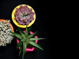 bellissime fioriere geometriche in cemento con cactus, fiori e piante succulente. vasi di cemento dipinti colorati per la decorazione domestica foto