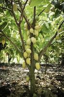 albero di cacao con baccelli di cacao in una fattoria biologica. foto