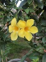 bellissimi fiori gialli di alamanda nel giardino foto