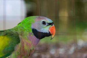 primo piano sugli occhi dei pappagalli amazzonici foto
