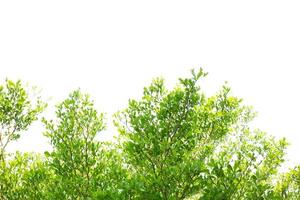 foglia di albero verde isolata su sfondo bianco con tracciato di ritaglio foto