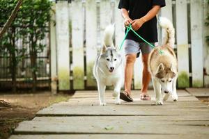 cani che camminano al guinzaglio con il proprietario nel parco, entrambi di siberian husky con dog sitter foto