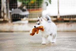 cucciolo di husky siberiano che gioca con la bambola cucciolo lanuginoso con il giocattolo in bocca. foto