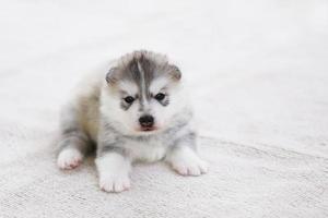 cucciolo di husky siberiano sdraiato sul pavimento. cucciolo soffice. foto