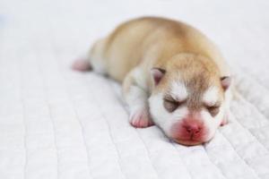 cucciolo di husky siberiano neonato colori rosso chiaro e bianco sdraiato su tessuto bianco. cucciolo lanuginoso appena nato. foto