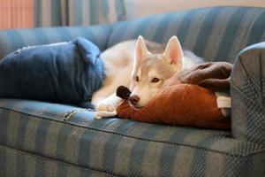 cucciolo di husky siberiano sdraiato sul divano in soggiorno. cane con bambola sul divano. foto