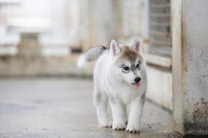 cucciolo di husky siberiano sdraiato sul pavimento. cucciolo soffice. foto