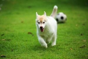 cucciolo di husky siberiano che gioca a calcio al parco. cucciolo lanuginoso che gioca con il pallone da calcio nel campo di erba. foto