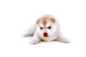 cucciolo di husky siberiano appena nato, colori rosso chiaro e bianco sdraiato su sfondo bianco. cucciolo lanuginoso appena nato isolato su priorità bassa bianca. foto