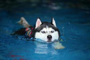 husky siberiano che indossa il giubbotto di salvataggio e nuota in piscina. cane che nuota. foto