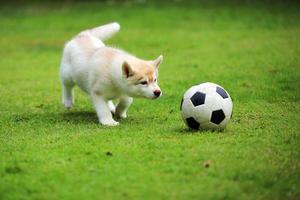 cucciolo di husky siberiano che gioca a calcio al parco. cucciolo lanuginoso che gioca con il pallone da calcio nel campo di erba. foto