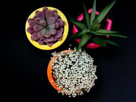 bellissime fioriere geometriche in cemento con cactus, fiori e piante succulente. vasi di cemento dipinti colorati per la decorazione domestica foto