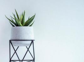 vaso di cactus. vaso di cemento. fioriera moderna geometrica in cemento. foto