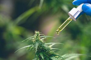 le mani degli scienziati che lasciano cadere l'olio di marijuana per la sperimentazione e la ricerca, olio di cbd farmaceutico a base di erbe di piante di canapa ecologica da un barattolo. foto