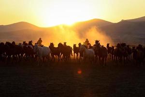 cavalli yilki che corrono nel campo, kayseri, turchia foto