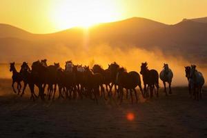 cavalli yilki che corrono nel campo, kayseri, turchia foto