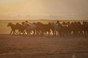 cavalli yilki che corrono nel campo, kayseri, turchia foto