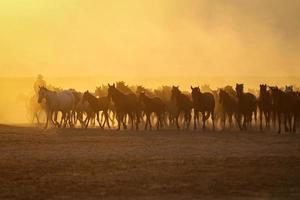 cavalli yilki che corrono nel campo, kayseri, turchia foto