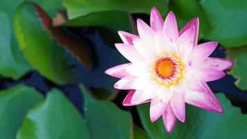 la bellezza dei fiori di loto che sbocciano in bianco e viola sullo stagno. la ninfea, la pace, la bellezza della natura, è il fiore del buddismo. foto