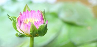 fiore di loto rosa in stagno foto