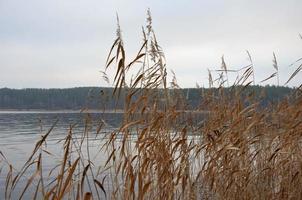 tranquilla riva del lago con canneti. paesaggio in colori pastello foto
