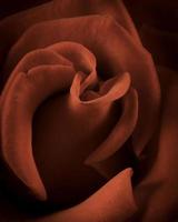 rosa rossa da vicino foto