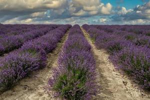 i campi viola intenso della lavanda provenzale in sale langhe, nelle langhe piemontesi foto