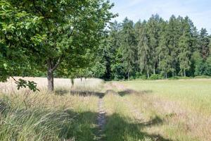 campo di mais all'inizio dell'estate in una giornata di sole foto