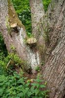 tronco d'albero con foglie foto