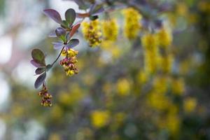 soft focus di bellissimi fiori primaverili berberis thunbergii atropurpurea blossom. macro di piccoli fiori gialli di crespino su sfondo di elegante fogliame viola bokeh. concetto di natura per il design. foto