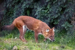 Littlebourne, Kent, Regno Unito, 2014. dhole chiamato anche cane selvatico asiatico o cane selvatico indiano foto