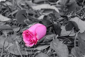 una bella rosa delicata giace nel fogliame autunnale foto