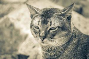 bellissimo gatto carino con gli occhi verdi nella giungla tropicale messico. foto