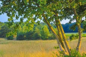 nord tedesco campo agricolo foresta alberi natura paesaggio panorama germania. foto