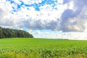 nord tedesco campo agricolo foresta alberi natura paesaggio panorama germania. foto