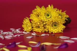 ramo fresco di dalia fiori gialli su sfondo rosso. biglietto d'auguri. foto