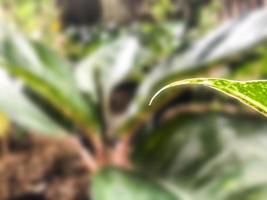 aglonema germogli di foglie bianche come la neve. adatto per il web e lo sfondo di app mobili. foto