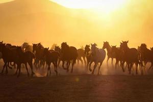 cavalli yilki che corrono nel campo, kayseri, turchia foto