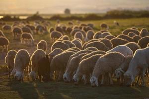 gregge di pecore al pascolo al tramonto foto