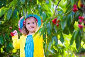 bella bambina raccolta ciliegia fresca in una fattoria